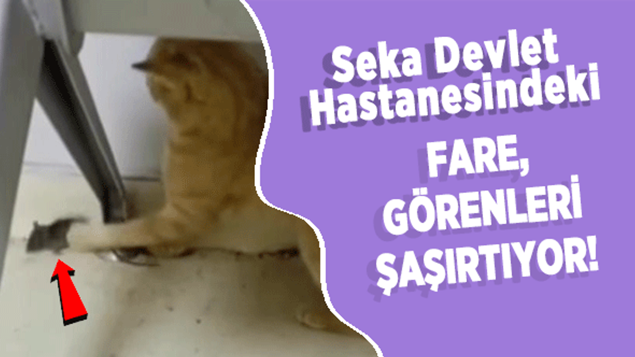 Seka Devlet Hastanesindeki Fare, Görenleri Şaşırtıyor!