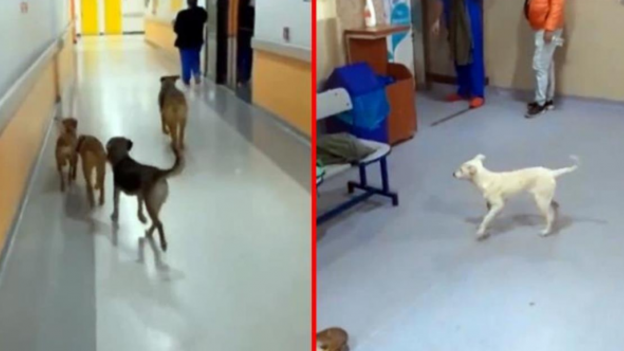 Hastane Koridorunda Başıboş Köpekler Tepki Çekti