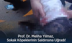 Prof. Dr. Meliha Yılmaz, Sokak Köpeklerinin Saldırısına Uğradı!