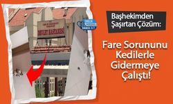 Başhekimden Şaşırtan Çözüm: Fare Sorununu Kedilerle Gidermeye Çalıştı!