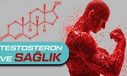Testosteron Nasıl Artar? Bilimsel Yöntemler ve Yaygın Yanlışlar
