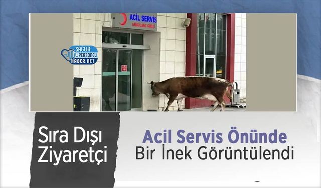 Sıra Dışı Ziyaretçi: Acil Servis Önünde Bir İnek Görüntülendi