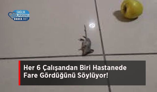 Her 6 Çalışandan Biri Hastanede Fare Gördüğünü Söylüyor