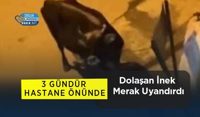 3 Gündür Hastane Önünde Dolaşan İnek Merak Uyandırdı
