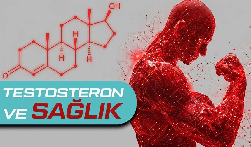 Testosteron Nasıl Artar? Bilimsel Yöntemler ve Yaygın Yanlışlar